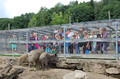 Verfressene Wildschweine