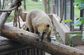Nasenb&auml;r